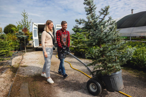 How Our Tree Care Process Works  in  Rincon Valley, AZ